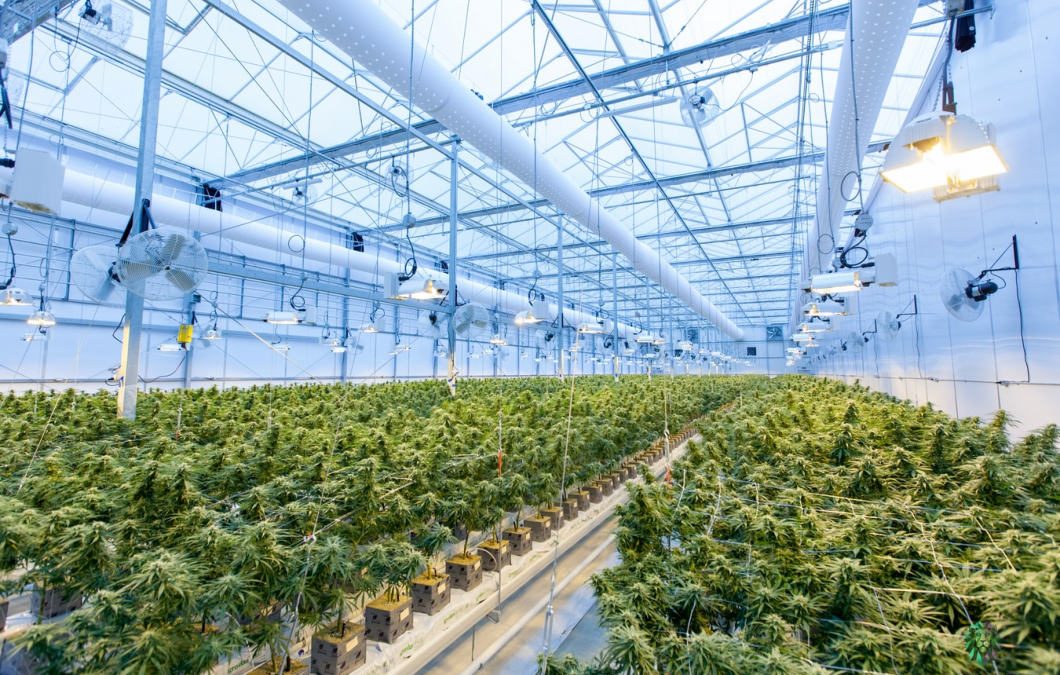 Cannabis production