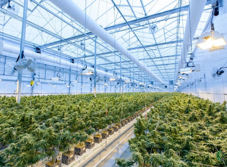 Cannabis production