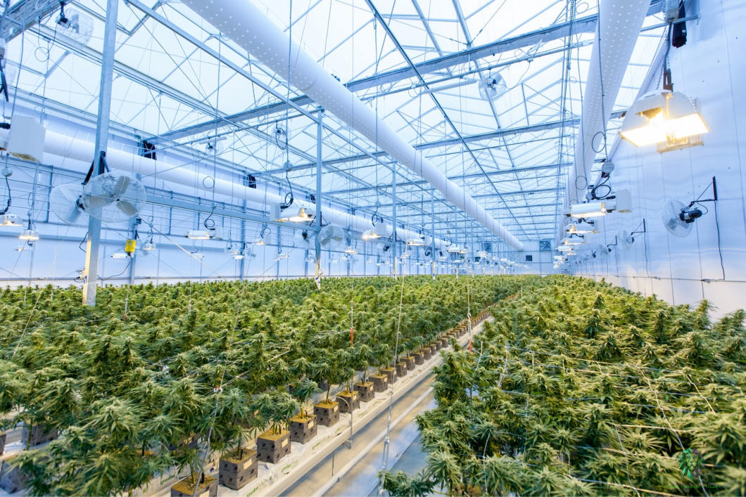 Cannabis production
