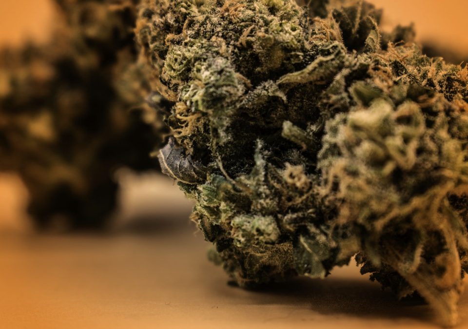 Cannabis buds