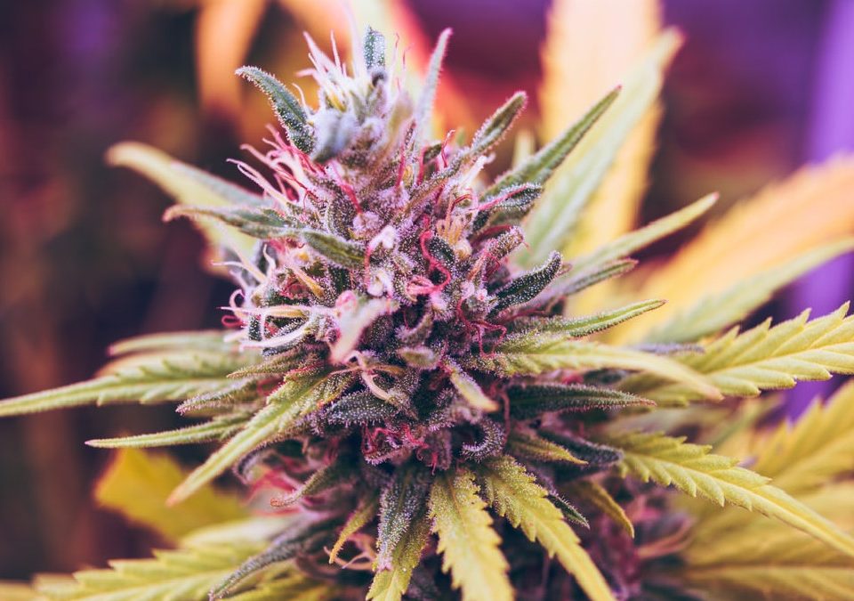 BC cannabis license consultant