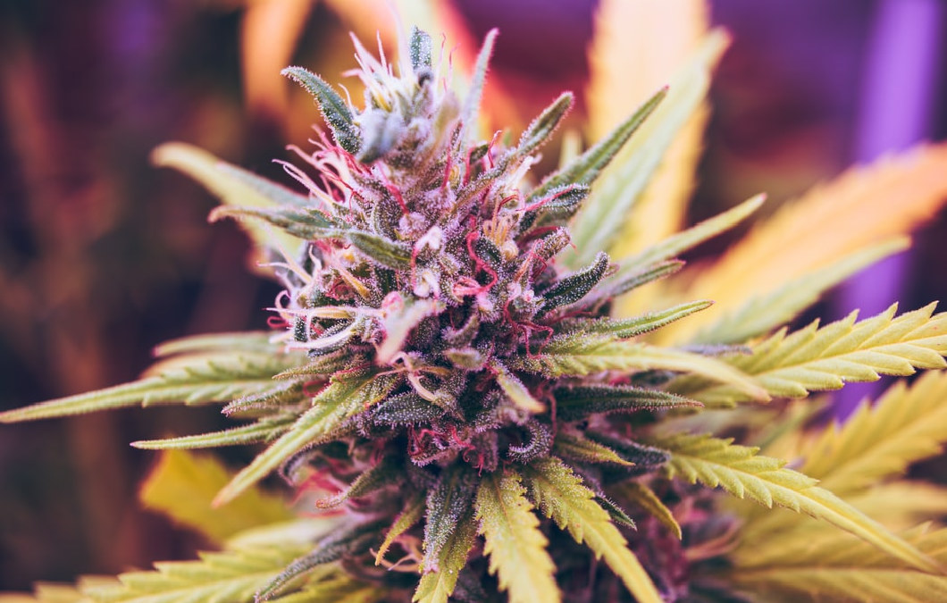 BC cannabis license consultant