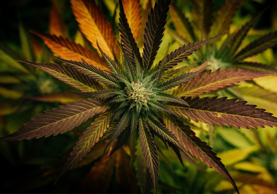 BC cannabis marketing license