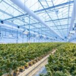 Federal cannabis rules